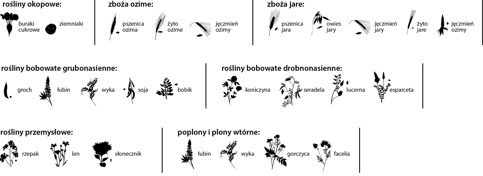 Rośliny – płodozmian w systemie pięciopolowym zaplanowany na glebie zwięzłej