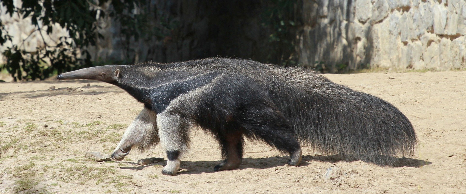 Fotografia barwna przedstawiająca dość dużego mrówkojada. Wypełnia on środkowy kadr fotografii. Zwierzę ma długi ogon, na którym znajduje się długa sierść. Jego tułów jest ciemnoszary i takie też są dwie tylne nogi, a dwie przednie jasne. Na nogach gdzieniegdzie ukazana jest dłuższa sierść. Zwierzę ma wydłużony pysk koloru ciemnoszarego, na którym ukazane jest jego małe lewe oko i również małe lewe ucho. Mrówkojad stoi na suchym piachu, który przed nim gdzieniegdzie znaczony jest drobną zieloną roślinnością. Po lewej stronie fotografii w stronę pyska zwierzęcia ugina się gałąź drzewa z ciemnozielonymi liśćmi. W tle znajdują się skały, pomiędzy którymi rysuje się przesmyk.