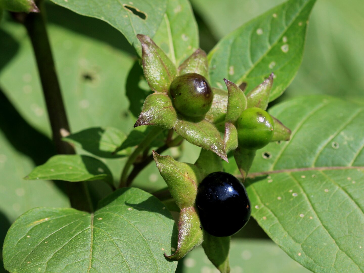 Fotografia przedstawia zbliżenie jagód i kwiatów rośliny o nazwie pokrzyk wilcza jagoda. Jest to roślina trująca. 