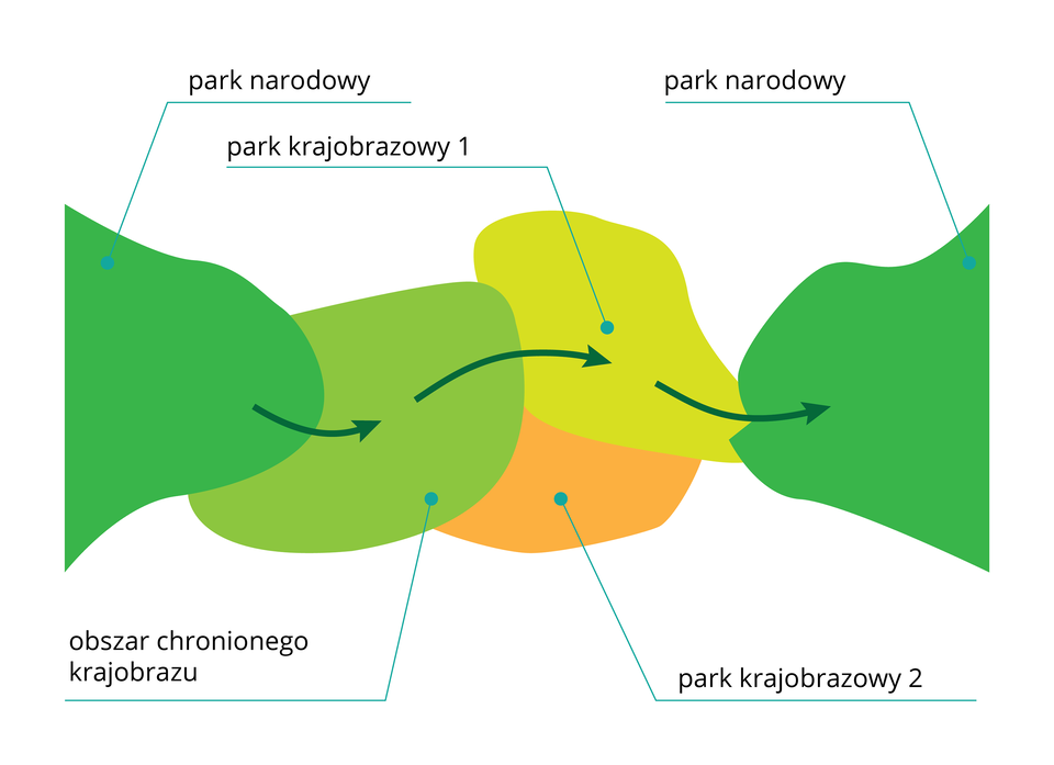 Ilustracja przedstawia zjawisko korytarza ekologicznego. Widać kilka różnokształtnych plam leżących obok siebie i na siebie nachodzących. Po lewej stronie znajduje się ciemnozielona plama podpisana jako park narodowy. Prowadzi od niego strzałka w prawo do jasnozielonej plamy. Jest to obszar chronionego krajobrazu. Następnie strzałka prowadzi do żółtozielonej plamy. To park krajobrazowy jeden. Poniżej znajduje się pomarańczowa plama. Łączy się ona z jasnozieloną i żółtozieloną, jednak nie prowadzi do niej żadna strzałka. To park krajobrazowy dwa. Od parku krajobrazowego jeden prowadzi w prawo strzałka do ciemnozielonej plamy. Jest to kolejny park narodowy.