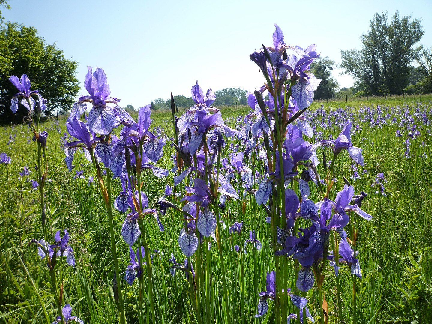 Fotografia łąki. Na pierwszym planie rosnące kosaćce. Posiadają wysokie na kilkadziesiąt centymetrów proste, zielone łodygi, które dookoła pokryte są dużymi, rozłożystymi, fioletowymi kwiatami o fakturze przypominającej bibułę. 