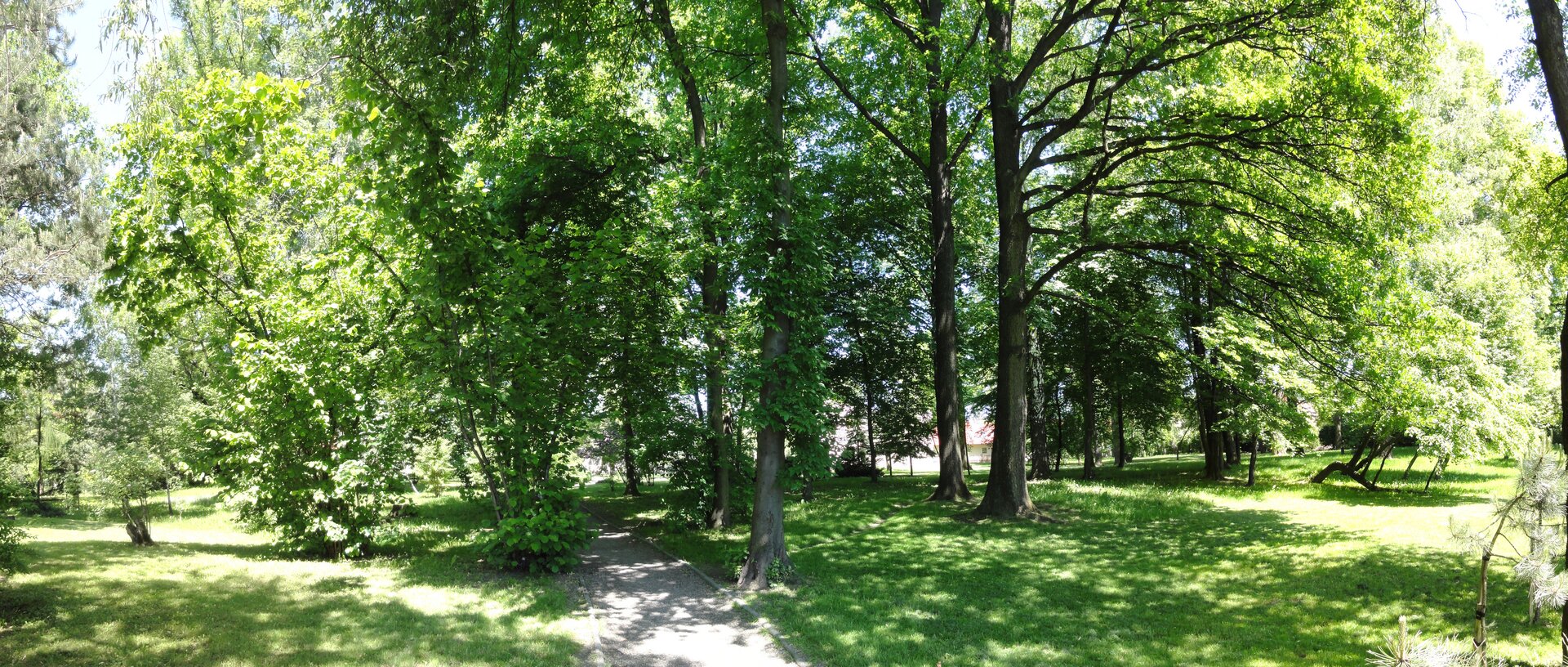 Zdjęcie przedstawia park. Zielony, zadbany trawnik, na którym rosną wysokie drzewa z zielonymi liśćmi, przez środek przechodzi ścieżka.