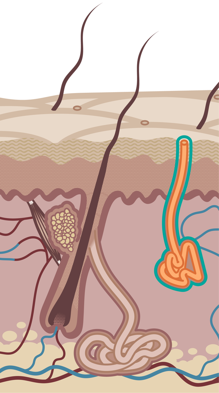 Ilustracja przedstawia przekrój przez warstwy skóry - naskórek i skórę właściwą. Skóra jest owłosiona. W niewielkiej odległości od  włosa i warstwy podstawnej naskórka, czyli jego najgłębiej położonej warstwy, umiejscowiony jest gruczoł potowy. Jego dolna część ma kształt splątanej rurki. Rurka - przewód, biegnąc w górę, uchodzi bezpośrednio na powierzchnię naskórka. 