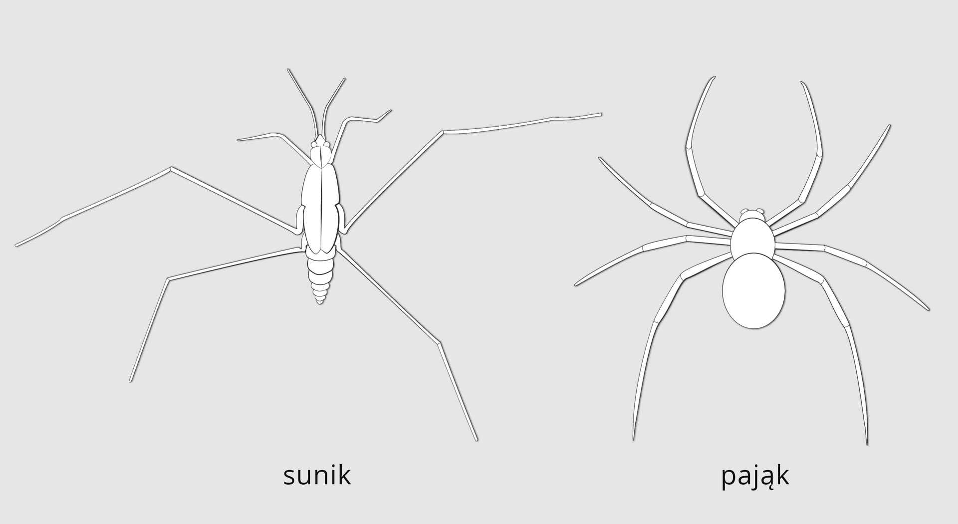 Ilustracja przedstawia dwa stawonogi o podobnych sylwetkach widziane z góry. Rysunki ułożone obok siebie. Po lewej sunik. Po prawej pająk. Budowa sunika: słabo wyodrębniona głowa, tułów i podłużny wrzecionowaty odwłok. Na głowie dwa długie czułki. Po obu stronach tułowia po trzy odnóża. Odnóża bardzo długie, członowane. Budowa pająka: głowotułów bez czułek, zaokrąglony odwłok. Po obu stronach ciała po cztery odnóża.