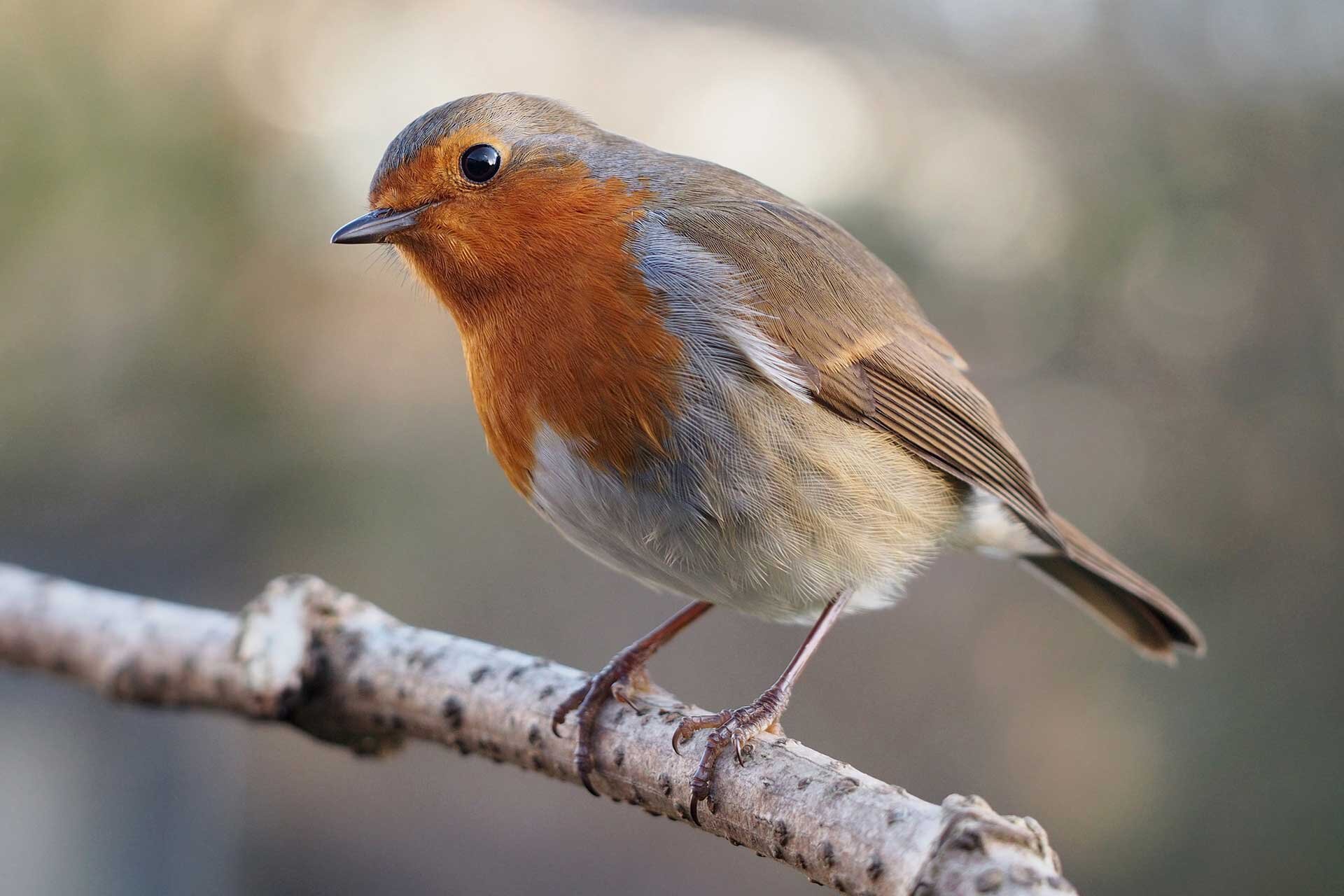 Fotografia przedstawia rudzika siedzącego na gałęzi. Ptak ma pomarańczowe piórka pod szyją i do połowy głowy. CZubek głowy szary. Szare piórka na podbrzuszu i brązowe skrzydła. Krępa, okrągła sylwetka. 