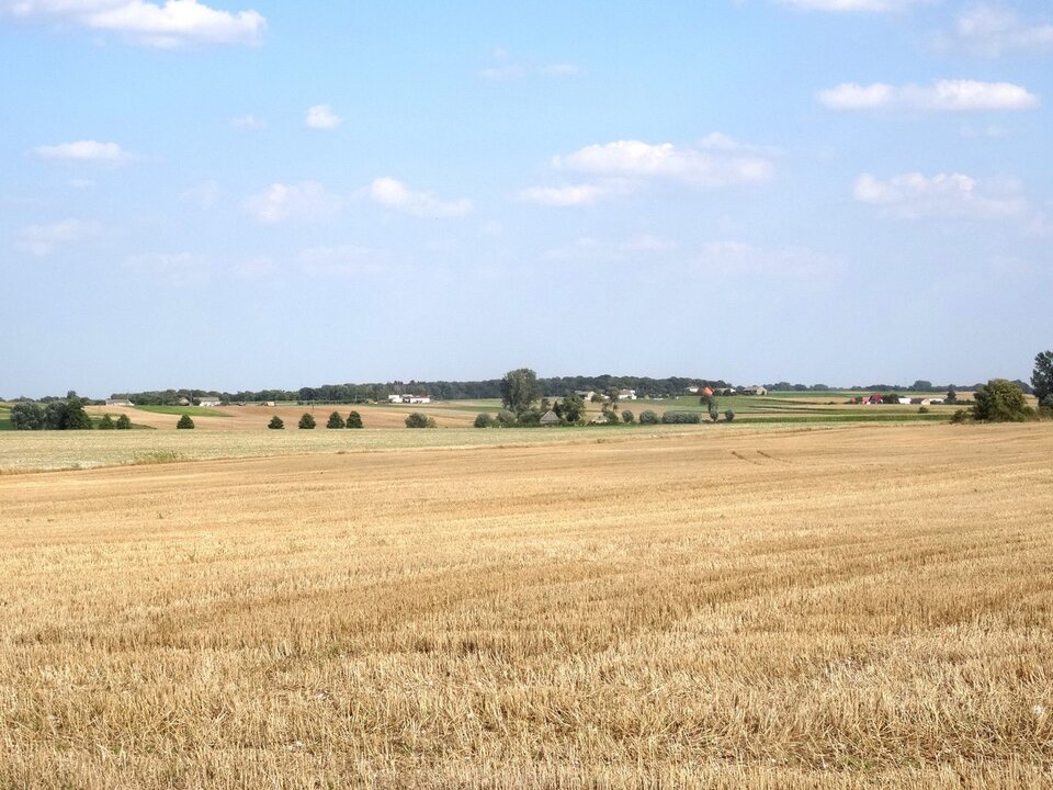 Zdjęcie przedstawia równinę moreny dennej. Jest to płaski teren. Porośnięty jest zbożem. Dalej rosną pojedyncze drzewa. W tle są niewielkie wzniesienia.
