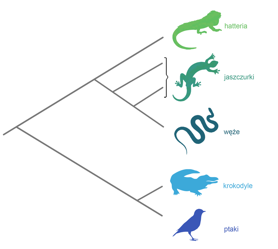 Ilustracja przedstawia drzewo filogenetyczne gadów i ptaków. Drzewo ma postać rozgałęziających się linii. Jedna linia prowadzi do rozgałęzienia na hatterię, jaszczurki i węże. Druga linia do rozgałęzienia na krokodyle i ptaki. Drzewo opatrzone jest ikonami wymienionych zwierząt.   