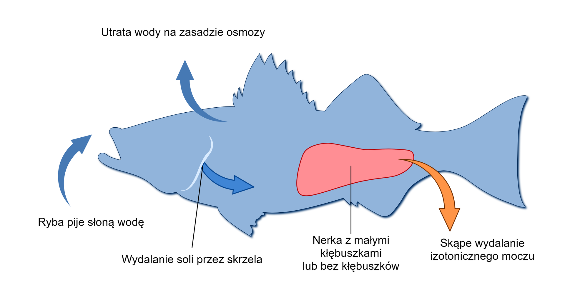 Grafika przedstawia schemat osmoregulacji u ryb słonowodnych. Na ilustracji znajduje się niebieski kontur ryby, która posiada otwarty pysk, płetwy grzbietowe, płetwy brzuszne i ogon. Do pyska ryby prowadzi półokrągła, ciemnoniebieska strzałka. Ryba pije słoną wodę, w wyniku czego dochodzi do jej utraty na zasadzie osmozy – symbolizuje to niebieska strzałka skierowana w górę. Dodatkowo sole wydalane są przez skrzela wyobrażone przez białą linię, co również wskazuje strzałka. Blisko ogona widoczny jest różowy, spory, nieregularny kształt – jest to nerka, która posiada małe kłębuszki lub nie posiada ich wcale, przez co ryba wydala małe ilości izotonicznego moczu.