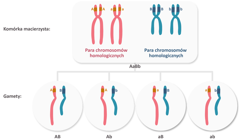 Grafika przedstawia schemat rozchodzenia się genów niesprzężonych do gamet. W komórce macierzystej znajdują się dwie pary chromosomów homologicznych. Na parze czerwonych chromosomów po lewej stronie znajdują się następujące geny: na pierwszym geny A duże, natomiast na drugim a małe. Na parze niebieskich chromosomów po prawej znajdują się natomiast następujące geny: na pierwszym geny B duże, natomiast na drugim b małe. Do gamet rozchodzi się po jednej chromatydzie z pary chromosomów homologicznych. W wyniku tego procesu powstają cztery typy gamet: A duże B duże, A duże b małe, a małe B duże oraz a małe b małe.