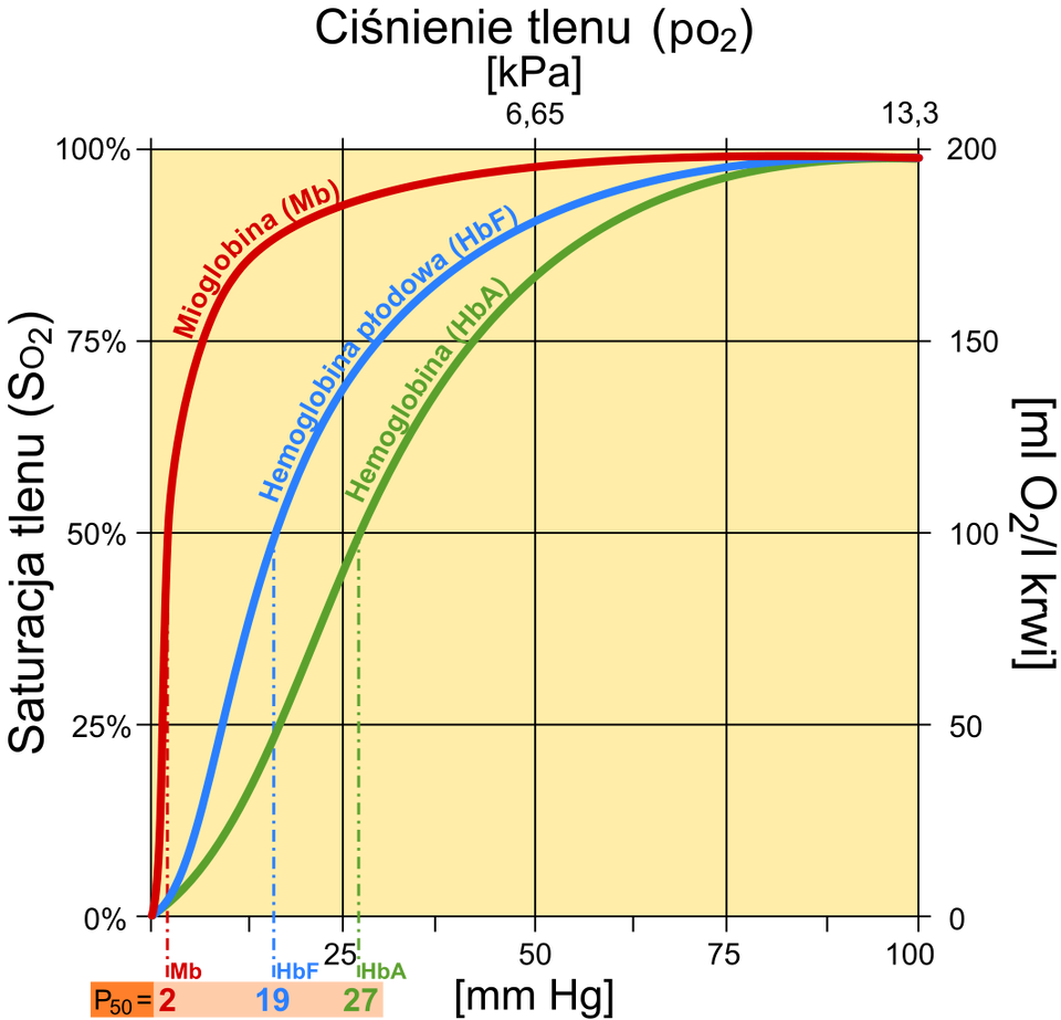 Wykres przedstawia porównanie krzywych saturacji mioglobiny z hemoglobiną oraz hemoglobiną płodową. Wykres przedstawia wysycenie tlenem różnych rodzajów hemoglobiny w zależności od ciśnienia parcjalnego tlenu. Przy ciśnieniu parcjalnym tlenu 30 mm Hg ponad 90% mioglobiny wiąże się z tym pierwiastkiem. Uwalnianie tlenu z mioglobiny następuje w warunkach znacznego spadku ciśnienia parcjalnego tlenu. Oksyhemoglobina przy ciśnieniu parcjalnym 22 mm Hg jest zdysocjowana w 50%. Mioglobina osiąga ten stopień rozkładu przy 3 mm Hg. Krzywe saturacji mają różne kolory. Krzywa saturacji mioglobiny jest czerwona, hemoglobiny płodowej niebieska, a hemoglobiny zielona.