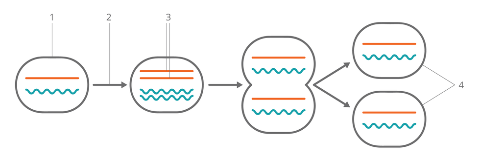 Grafika przedstawia  przebieg podziału komórki Od lewej: komórka z pomarańczową i falowaną niebieską linią; strzałka; komórka z dwiema pomarańczowymi i dwiema niebieskimi liniami; strzałka; dwie rozdzielające komórki; dwie strzałki ; dwie rozdzielone komórki w każdym po linii pomarańczowej i niebieskiej falistej