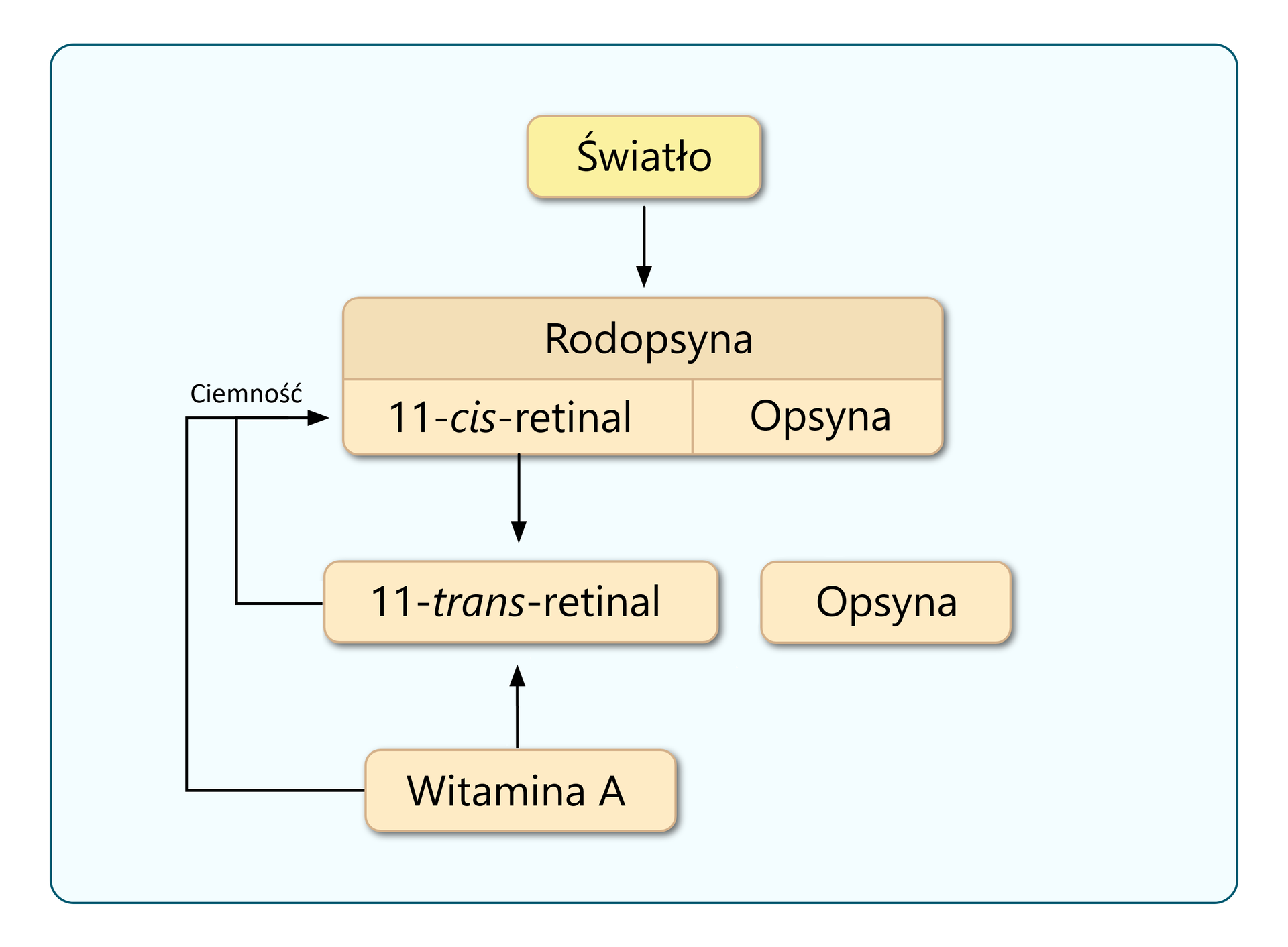 Schemat przedstawia procesy chemiczne w pręcikach umożliwiające powstanie wrażenia wzrokowego. Od prostokąta z napisem światło biegnie w dół strzałka do prostokąta z napisem rodopsyna, pod którym znajdują się połączone ze sobą dwa prostokąty z napisami 11‑cis‑retinal i opsyna. Od prostokąta z napisem 11‑cis‑retinal biegnie strzałka w dół do prostokąta 11‑trans‑retinal. Obok niego znajduje się niepołączony z nim prostokąt z napisem opsyna. Do prostokąta z napisem 11‑trans‑retinal od prostokąta z napisem witamina A biegnie strzałka od dołu. Od napisu witamina A i 11‑trans‑retinal biegną łączące się strzałki do napisu 11‑cis‑retinal. Wzdłuż tych strzałek biegnie napis ciemność. 