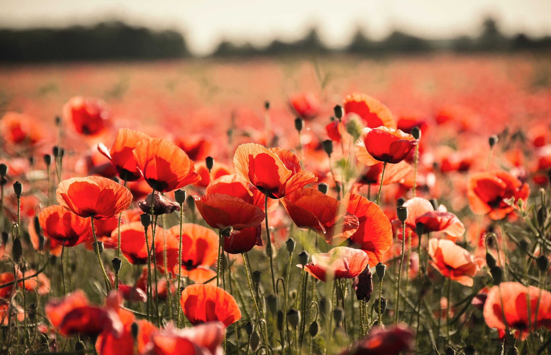 Fotografia przedstawia pole czerwonych maków.