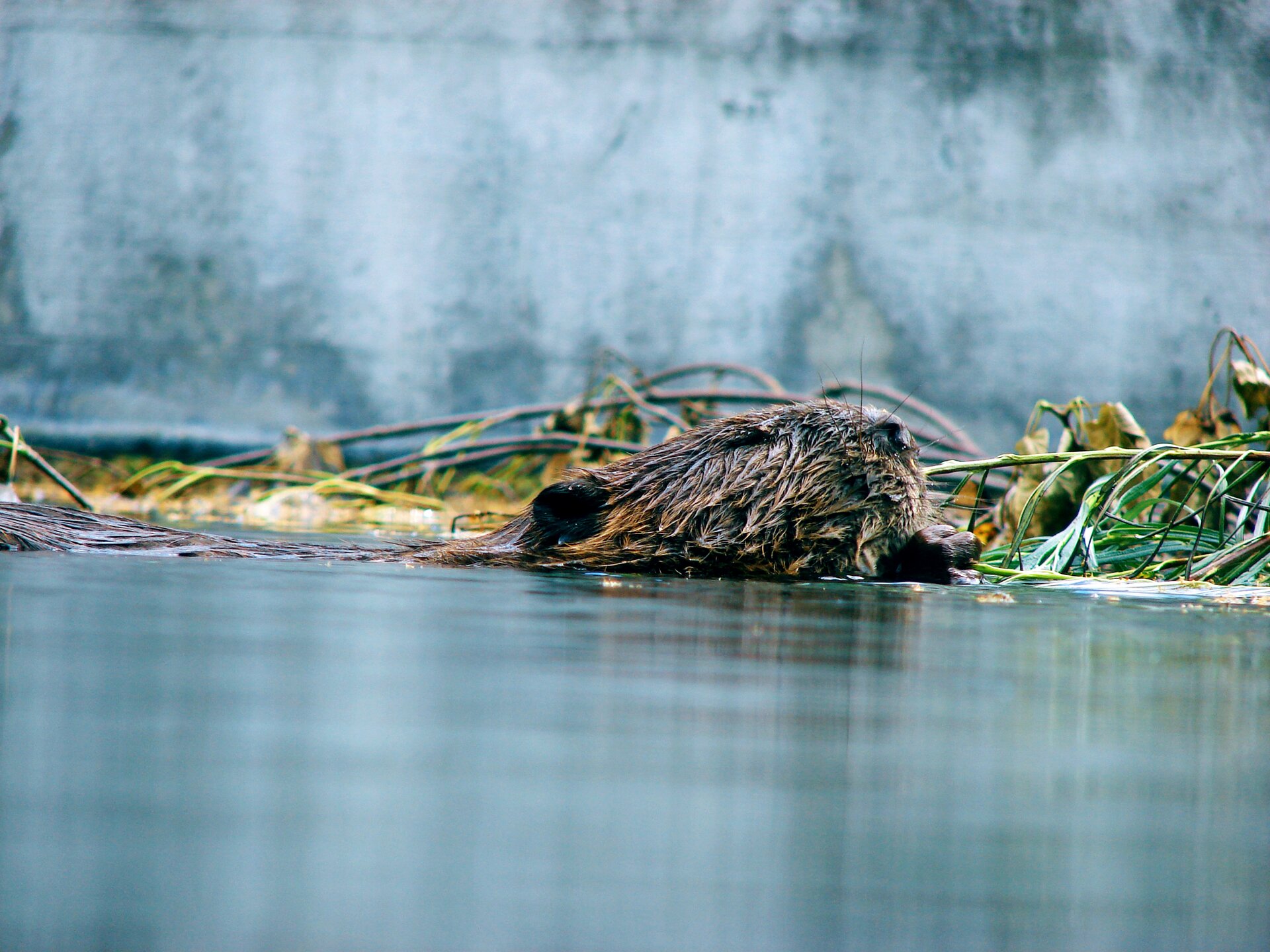 Kliknij, aby powiększyć. Zdjęcie przedstawia płynącego bobra. Z wody wystaje tylko mokra głowa bobra, w tle widać połamane gałęzie i prawdopodobnie betonowy brzeg.