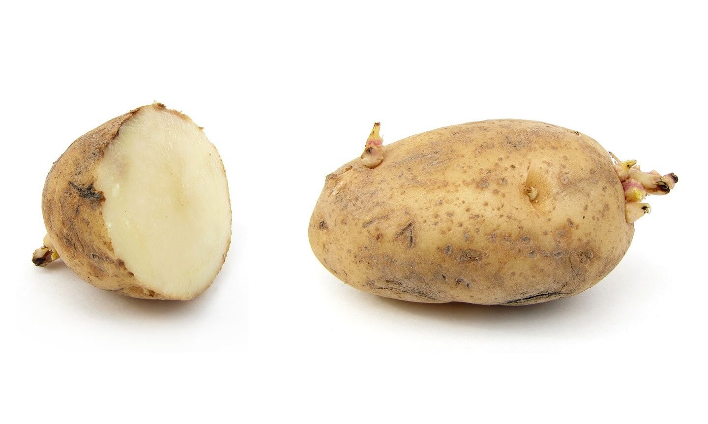 Fotografia przedstawia dwie podziemne bulwy spichrzowe ziemniaka. Jedna jest przecięta. Ziemniak wypełniony jest głównie tkaną spichrzową, magazynuje skrobię i wodę.