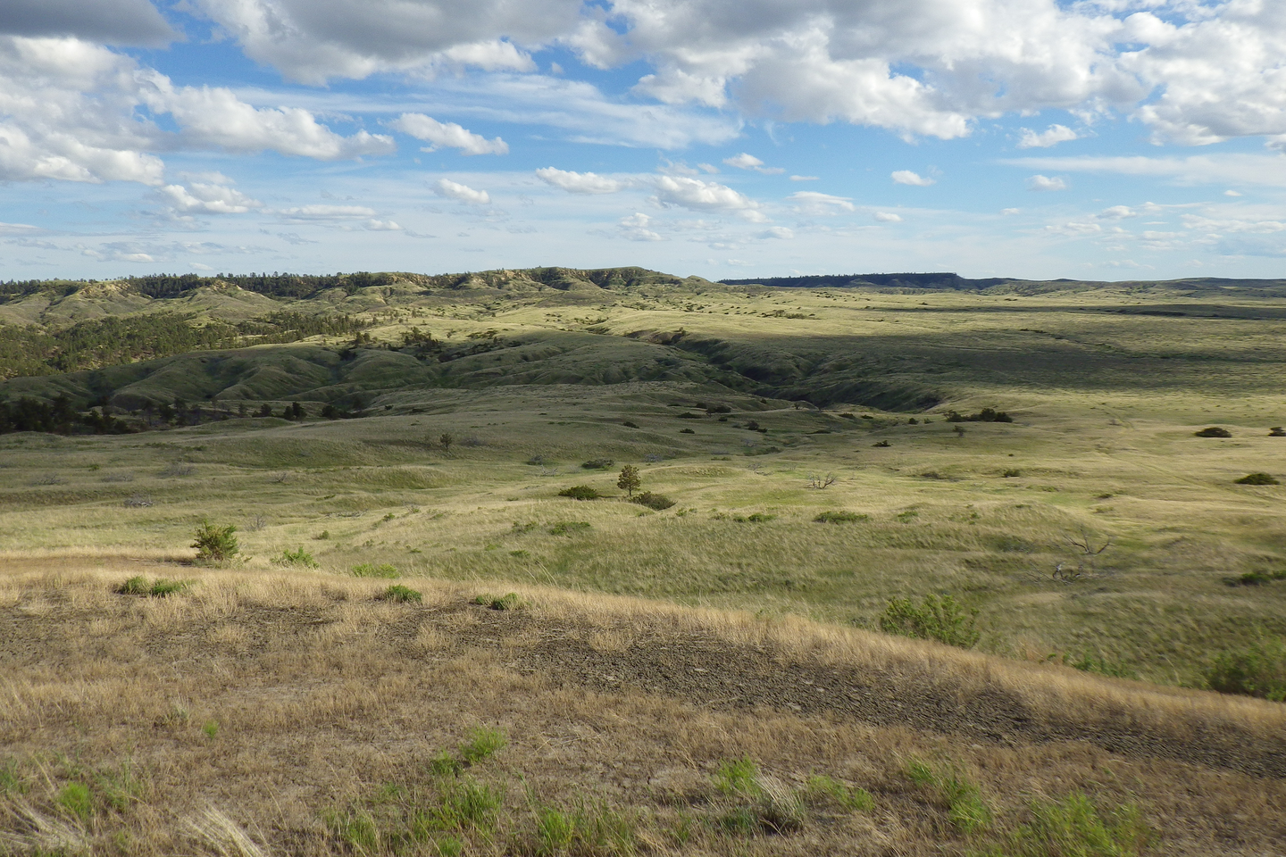 Fotografia przedstawiająca step. Teren jest płaski, z wzniesieniami na horyzoncie. Ziemia jest porośnięta wyschniętą trawą.