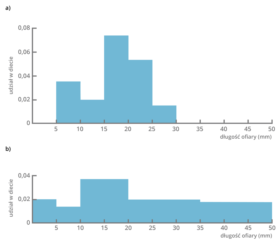Schemat przedstawia wyniki dla dwóch gatunków jaszczurek z rodzaju Anolis. Na wykresie A widoczna jest nisza jaszczurki Anolis cybotes, która współwystępuje na karaibskiej wyspie z pięcioma innymi jaszczurkami z rodzaju Anolis. Przedstawia udział w diecie ofiar o określonej długości. Ofiary o długości od pięciu do dziesięciu milimetrów stanowią nieco mniej niż 0,04 udziału w diecie. Ofiary o długości od dziesięciu do piętnastu milimetrów stanowią 0,02 udziału w diecie. Ofiary od długości od piętnastu do dwudziestu milimetrów stanowią nieco ponad 0,07 udziału w diecie. Ofiary o długości od dwudziestu do dwudziestu pięciu milimetrów stanowią około 0,05 udziału w diecie. Ofiary o długości od dwudziestu pięciu do trzydziestu milimetrów stanowią nieco mniej niż 0,02 udziału w diecie. Na wykresie B widoczna jest nisza jaszczurki Anolis marmoratus ferreus, która jest jedynym gatunkiem jaszczurek z rodzaju Anolis na innej karaibskiej wyspie. Przedstawia udział w diecie ofiar o określonej długości. Ofiary o długości od zera do pięciu milimetrów wynoszą 0,02 udziału w diecie. Ofiary o długości od pięciu do dziesięciu milimetrów stanowią nieco mniej niż 0,02 udziału w diecie. Ofiary o długości od dziesięciu do dwudziestu milimetrów stanowią nieco mniej niż 0,04 udziału w diecie. Ofiary o długości od dwudziestu do trzydziestu pięciu milimetrów stanowią 0,02 udziału w diecie. Ofiary o długości od trzydziestu pięciu do pięćdziesięciu milimetrów stanowią nieco mniej niż 0,02 udziału w diecie.