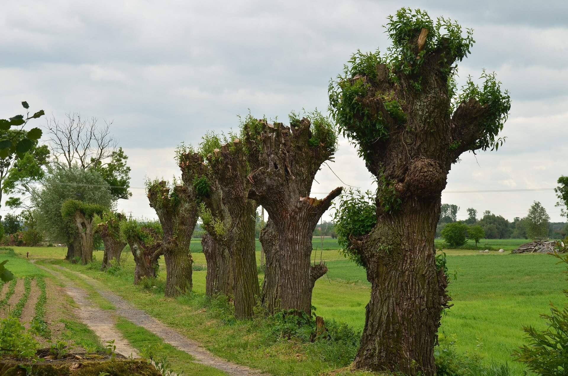 Fotografia alei wzdłuż której posadzone są wierzby. Drzewa rozmieszczone co kilka metrów od siebie. Mają po kilkanaście metrów wysokości, grube pnie. Krajobraz wiejski, w tle łąki.