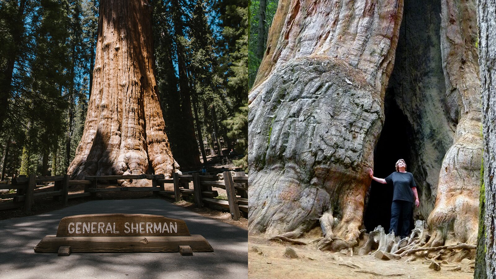 Ilustracja składa się z dwóch zdjęć. Zdjęcie po lewej stronie przedstawia wielki pień sekwoji, oświetlony promieniami słońca. Przed nim znajdują się drewniane balustrady, a pośrodku widoczny jest napis w języku angielskim: General Sherman, wyryty na kawałku opracowanego drewna. W tle widoczny jest las sekwoi, pomiędzy którymi widoczne są fragmenty intensywnie niebieskiego nieba. Zdjęcie po prawej przedstawia zbliżenie na dolną część pnia sekwoji, który jest otwarty. W otworze widoczna jest stojąca postać, opierająca prawą dłoń o pień i spoglądająca do góry.