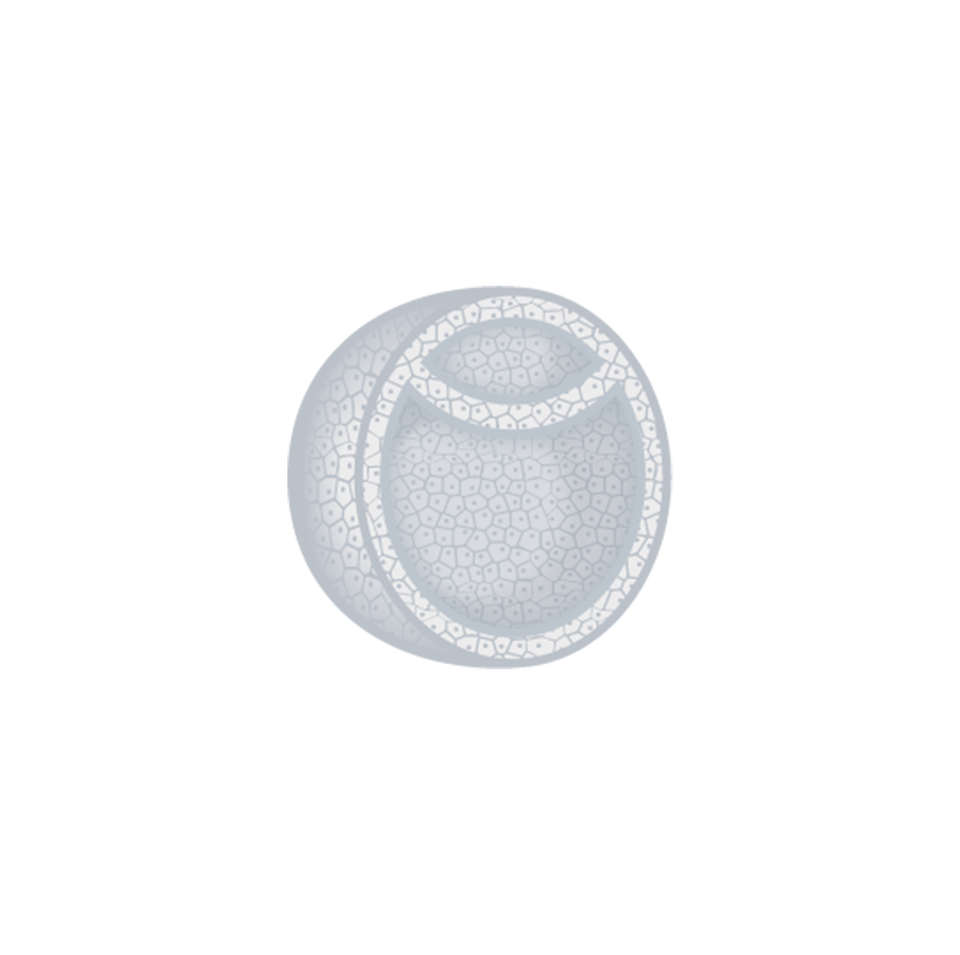 Rysunek przedstawia przekrój poprzeczny przez kulistą formę. Składa się ona z wielu drobnych komórek, w których widoczne są jądra komórkowe. Przekrój ma kształt półksiężyca. Po przeciwległej stronie znajduje się mniejsza forma o kształcie eliptycznym.