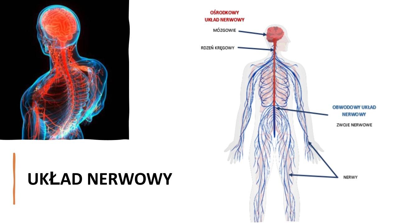 Biały slajd. W lewym górnym rogu, na czarnym tle, sylwetka ludzka ukazana od góry z zaznaczonymi na czerwono nerwami i mózgiem. Poniżej, w lewym dolnym rogu, nagłówek: „Układ nerwowy”. Z prawej strony slajdu ilustracja przedstawiająca sylwetkę ludzką z niebieskimi nerwami oraz czerwonym mózgiem i kręgosłupem. Na ilustracji niebieskie strzałki, które wskazują czerwone elementy: ośrodkowy układ nerwowy, mózgowie, rdzeń kręgowy oraz niebieskie elementy: obwodowy układ nerwowy, zwoje nerwowe, nerwy.