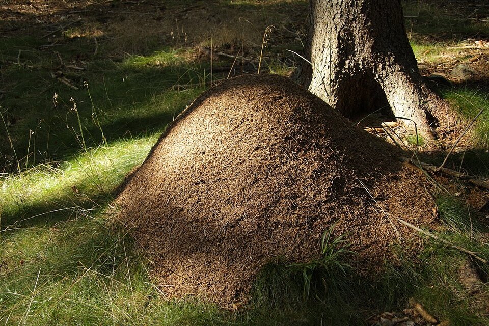 Zdjęcie przedstawia duże mrowisko pod drzewem. Ma ono formę ciemnobrązowego kopca.