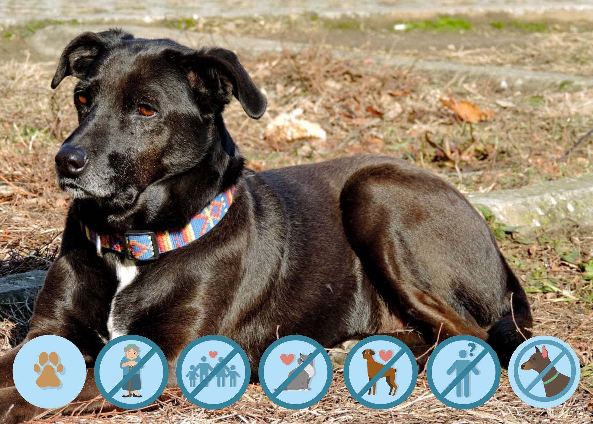 Zdjęcie przedstawia czarnego psa w typie labradora. Na dole zdjęcia znajdują się symbole wskazujące na warunki adopcji: średniej wielkości pies, nie dla starszych osób, nie dla rodziny z dziećmi, nie dla innych psów lub kotów, tylko dla doświadczonych opiekunów.