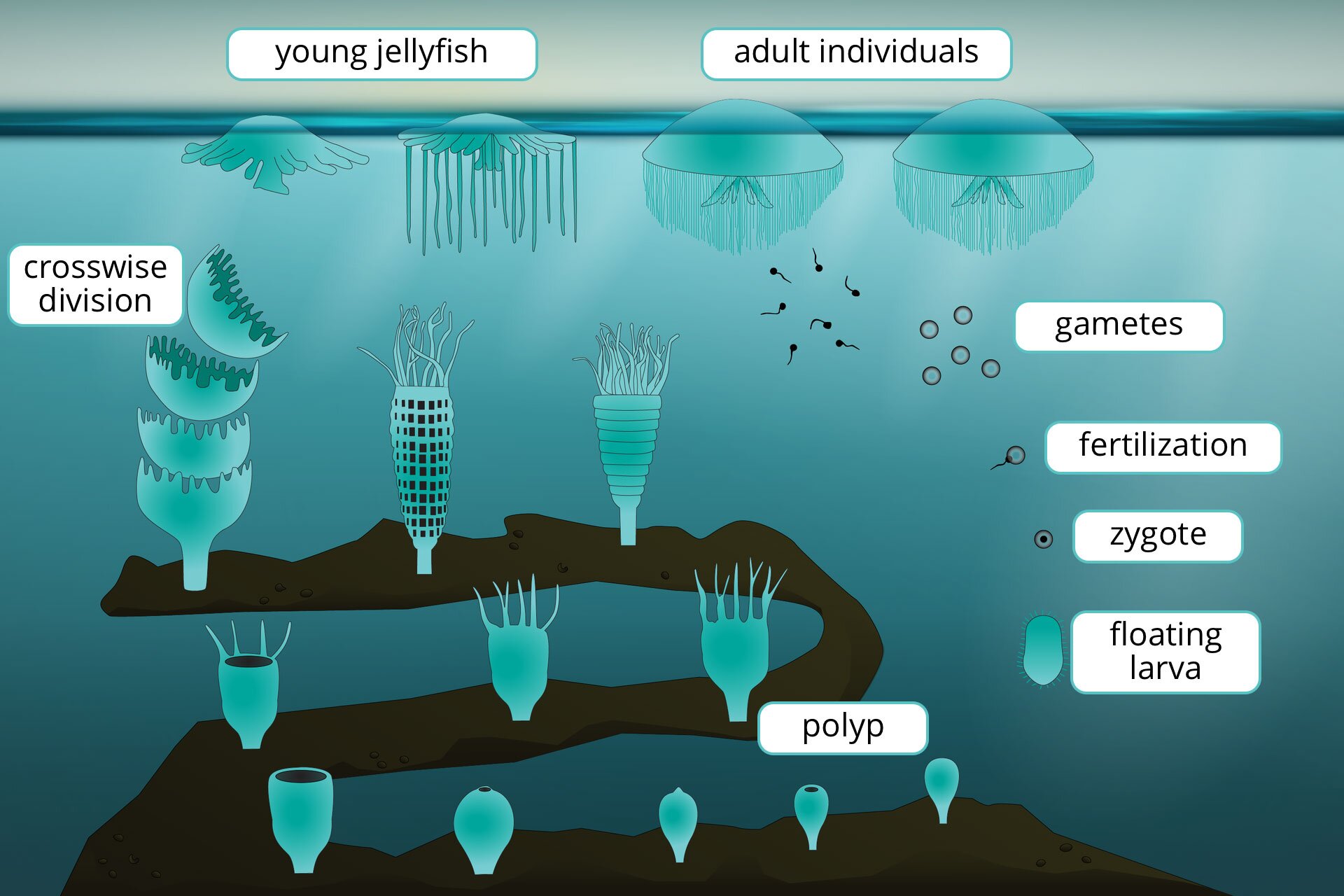 Ilustracja przedstawiająca cykl życiowy meduzy. 
U góry, po prawej stronie ilustracji, na powierzchni morza pływają  dorosłe osobniki meduz, których ciała mają postać dzwonów. Nad nimi napis: adult individuals. 
Poniżej dorosłych osobników w wodzie unoszą się uwolnione przez nie maleńkie jaja i plemniki. Obok nich napis: gametes. Pod nimi nieco większa, kulista zygota, powstała w wyniku zapłodnienia jaja. Obok zygoty napis: zygote. Pod zygotą, w pobliżu dna morskiego, pływa planula, czyli orzęsiona larwa o owalnym kształcie. Obok niej napis: floating larva. Poniżej, osiadła na dnie morskim planula, przyjmująca postać polipu, przypominającego kształtem przytwierdzony do podłoża worek.  
Obok niej, na lewo, kolonia polipów w różnych stadiach rozwoju, najpierw mniejsze, a na prawo i powyżej - większe. Obok nich napis: "polyps". Starsze, lepiej rozwinięte polipy w szczytowej części ciała posiadają wieniec ramion. Im większy polip, tym więcej posiada ramion. Najbardziej rozwinięty polip przechodzi podział poprzeczny: od jego ciała odrywają się talerzykowate struktury - młodociane meduzy. Obok niego napis: crosswise division
Po lewej, nad rozmnażającym się przez podział polipem, na powierzchni morza pływają młode meduzy. Nad nimi napis: young jellyfish.