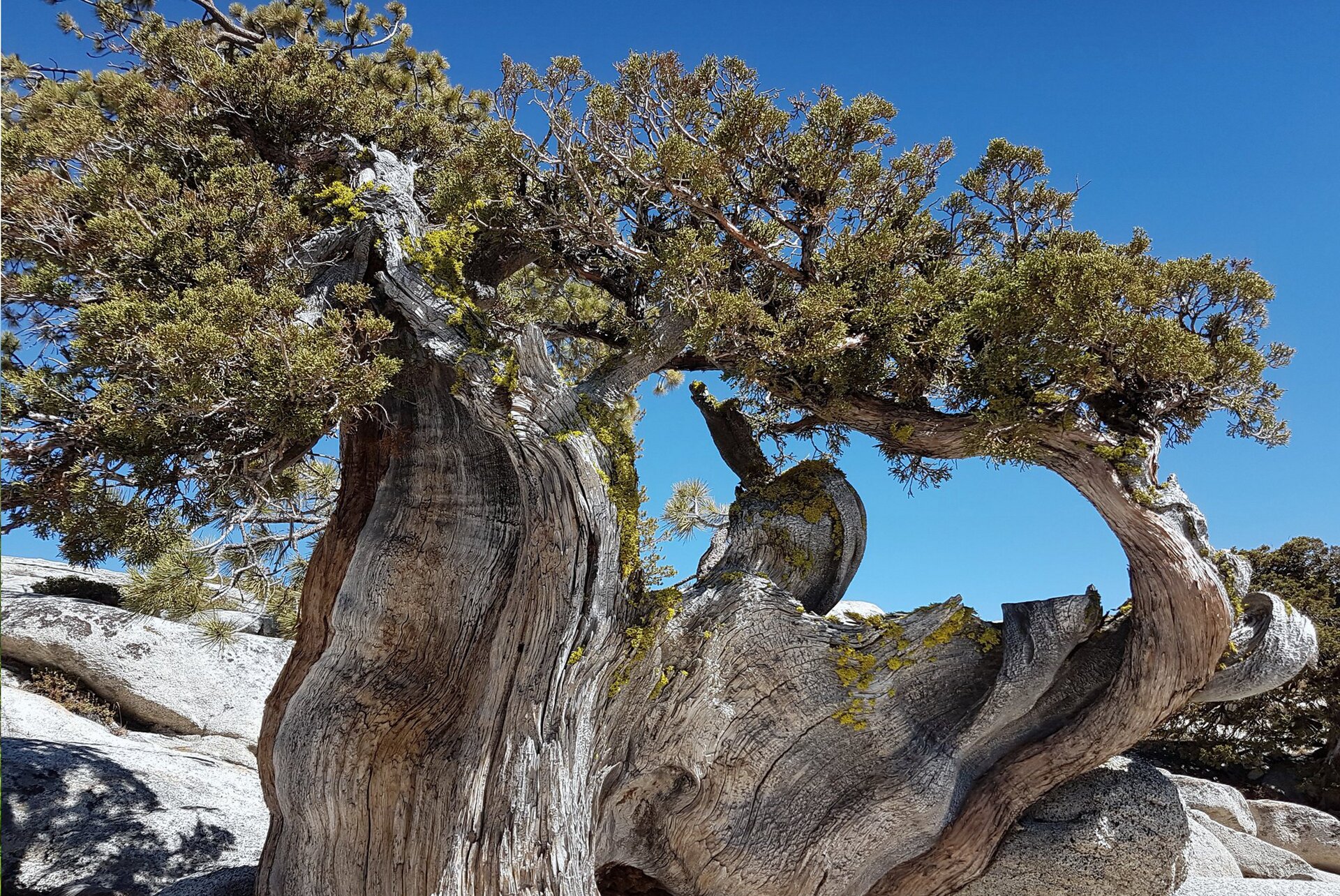 Fotografia przedstawia najstarszy na świecie okaz sosny długowiecznej o nazwie Matuzalem. Jasnoszary pień drzewa ma nietypowy kształt, jeden człon rośnie w górę i kończy się iglastą koroną. Pień rozrasta się w bok. Z prawej strony fotografii jeszcze jedna odnoga pnia wyrasta w górę i kończy się drugą częścią korony. Oba człony łączą się ze sobą. W tle skalisty, pustynny krajobraz i błękitne niebo. 