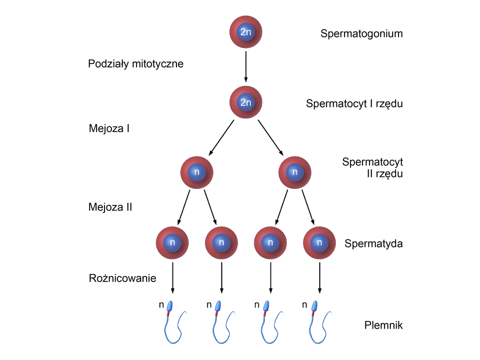 Schemat przedstawia proces powstawania plemników w wyników podziałów mitotycznych i mejotycznych. Na szczycie schematu jest komórka z jądrem oznaczonym jako 2n. To diploidalne spermatogonium. Wskutek podziału mitotycznego powstaje z niej spermatocyt pierwszego rzędu (2n). W wyniku mejozy pierwszej spermatocytów pierwszego rzędu powstają dwie komórki z jądrem haploidalnym (n). Mają połowę liczby chromosomów niż komórka wyjściowa. W wyniku mejozy drugiej powstają cztery spermatydy o haploidalnej liczbie chromosomów (n). Spermiogeneza jest ostatnim etapem podziału - na schemacie cztery spermatydy przekształcają się w cztery plemniki oznaczone jako n.     