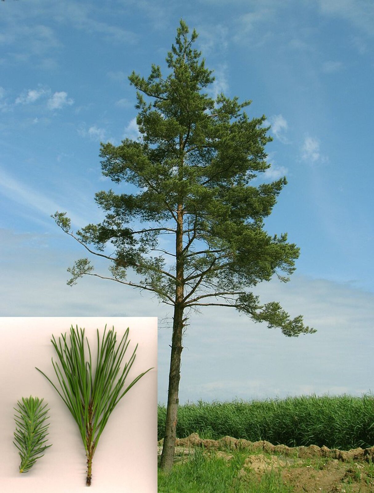 Na planszy widoczna jest Sosna zwyczajna. Ma ona cienki, ciemno‑brązowy, wysoki pień z licznymi rozgałęzieniami, które porastają ciemno‑zielone, liczne liście, przekształcone w igły. W lewym, dolnym rogu widoczne jest zbliżenie gałązkę z zielonym, długim igliwiem. 