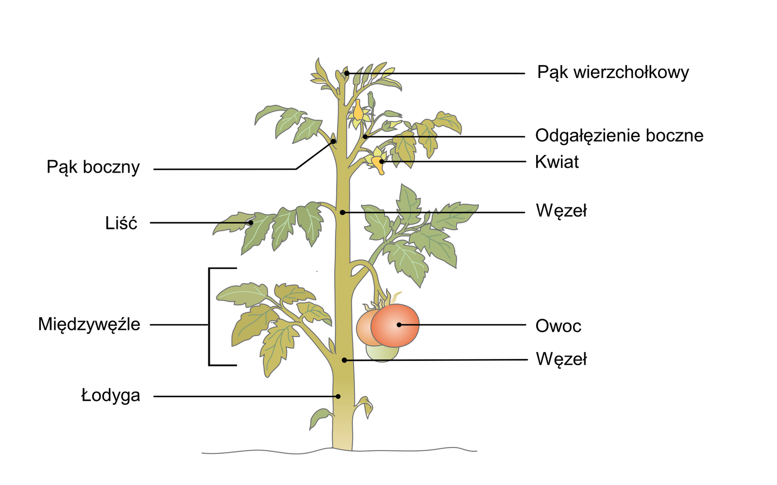 Ilustracja przedstawia pęd pomidora z liśćmi, żółtymi kwiatami i czerwonym owocem. Na łodydze zaznaczono jej części. Na szczycie łodygi znajduje się pąk wierzchołkowy. Niżej, po bokach łodygi znajdują się pąki boczne, osadzone nad blizną liściową. Miejsca, z których wyrastają kwiaty i liście, zwane są węzłami, a odcinek łodygi pomiędzy węzłami, międzywęźlem.