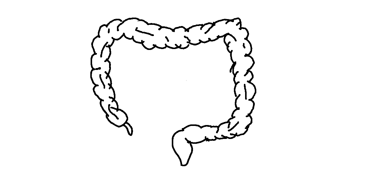 Zarysowany czarną kreską schemat jelito grube.