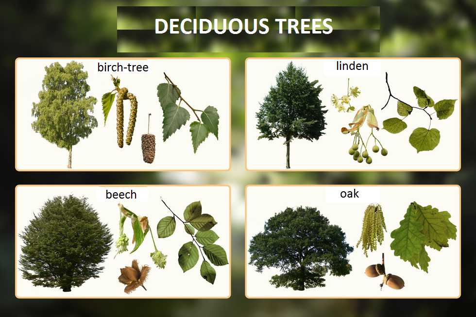 Schemat przedstawiający budowę wybranych pospolitych gatunków drzew liścianych deciduous trees: birch-tree, linden, beech, oak. po prawej stronie schematycznej budowy każdego z drzew znajduje się powiększenie budowy liści, kwiatów i owoców.