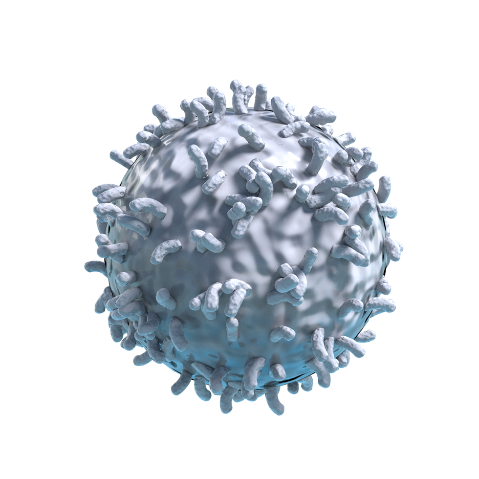 Krwinka biała jest kulista i znacznie większa od czerwonej. Na powierzchni białej kulki gdzieniegdzie wyrostki przypominające grube, krótkie włoski. 