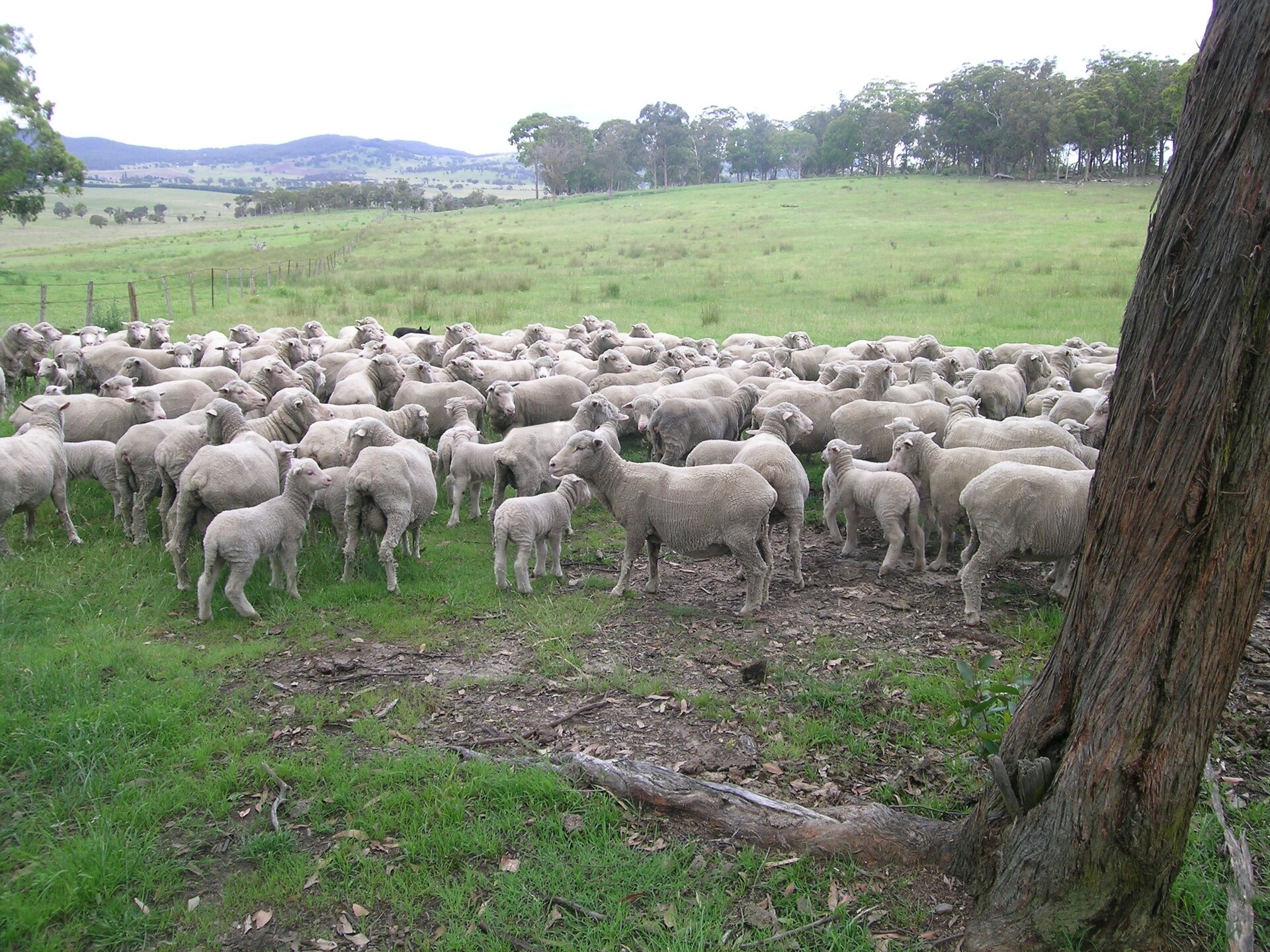 Na ilustracji stado ostrzyżonych owiec na rozległym pastwisku.