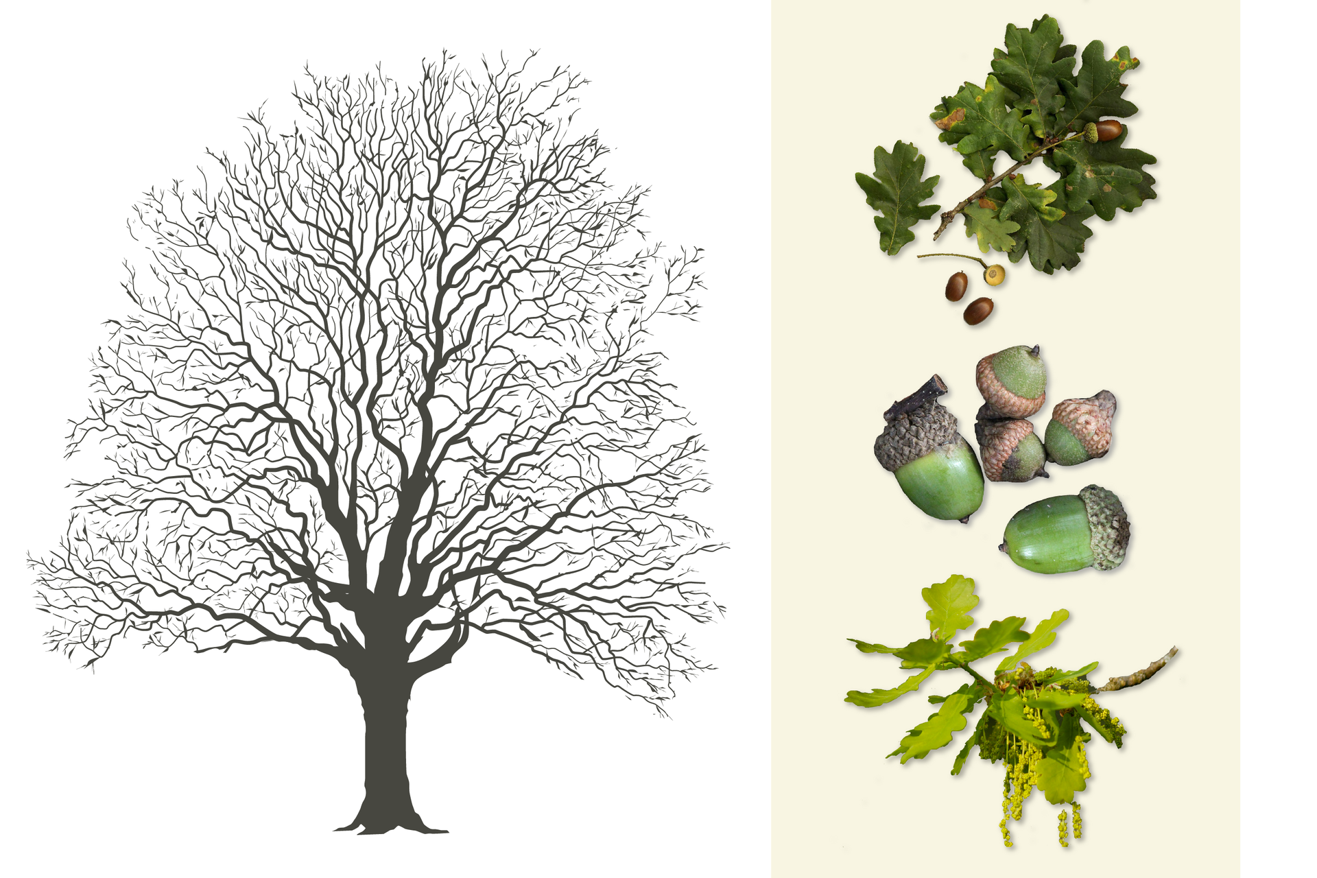 Ilustracja przedstawia po lewej stronie ciemnoszarą sylwetkę dębu. Jest ona wysoka i rozłożysta. Kształtem przypomina dzwon. Po prawej od góry: rysunek gałązki z ciemnozielonymi liśćmi i owocami, niżej rysunek żołędzi: dwóch większych i trzech mniejszych. Żołędzie są zielone i mają chropowatą, brązową czapeczkę. Poniżej gałązka z żółtozielonymi liśćmi i żółtymi kwiatami dębu, zebranymi w cienkie, zwisające kwiatostany.