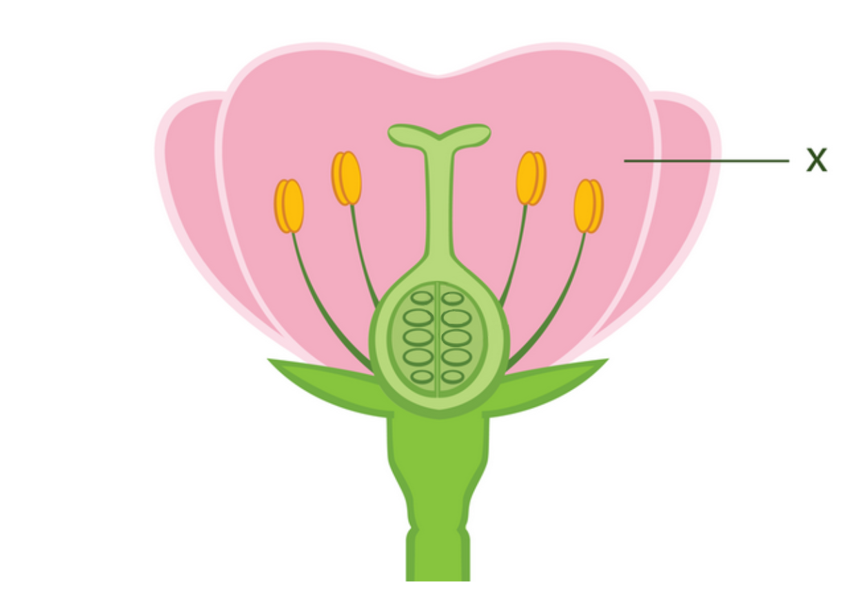 Ilustracja przedstawia przekrój poprzeczny przez kwiat. Widoczny jest słupek z dziesięcioma zalążniami, cztery pręciki oraz trzy różowe płatki, oznaczone literą X.