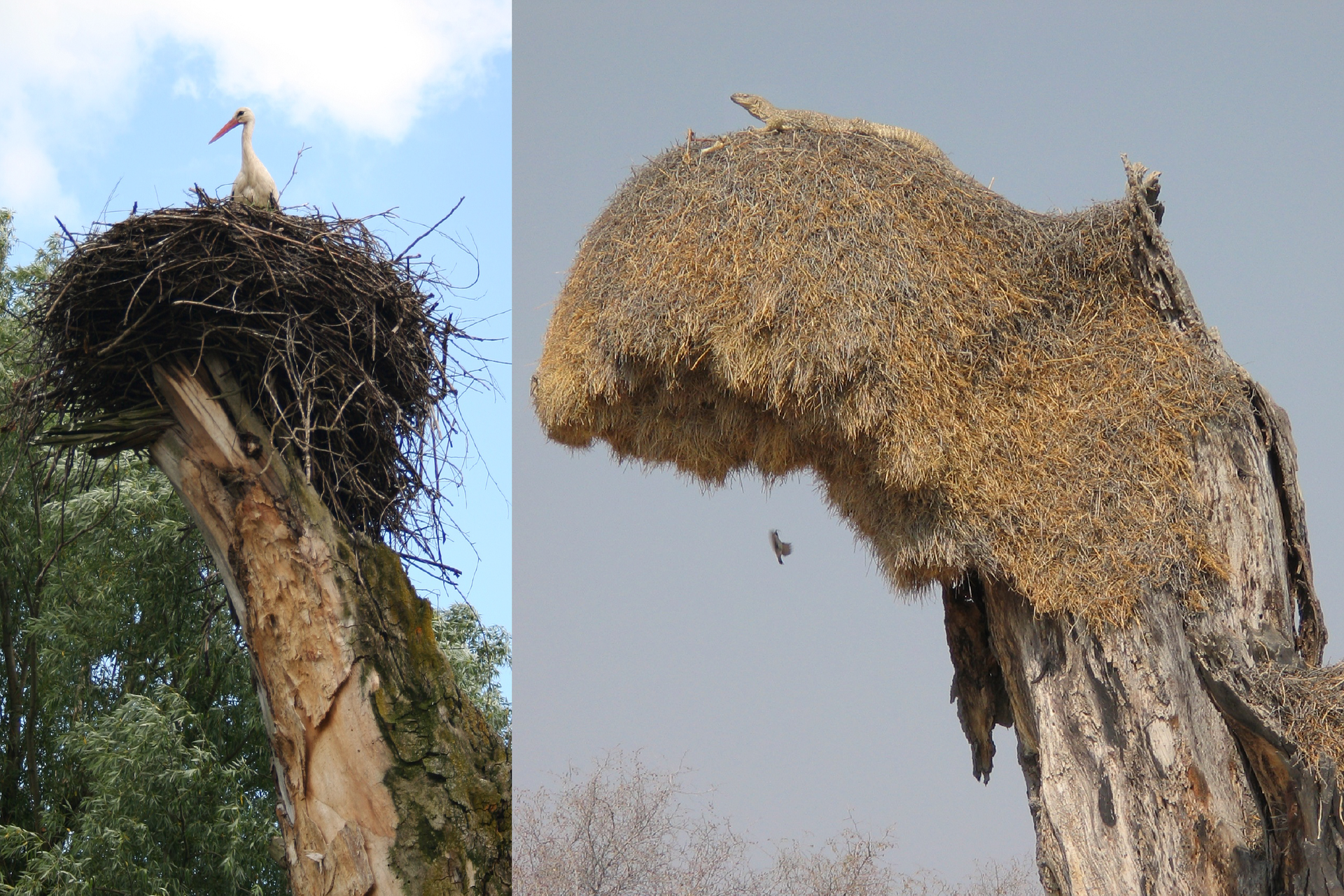 Fotografia przedstawia dwa różne gniazda, z lewej strony gniazdo bociana na pniu wysokiego drzewa. Obok zwisające z drzewa duże gniazdo ptaka – tkacza towarzyskiego