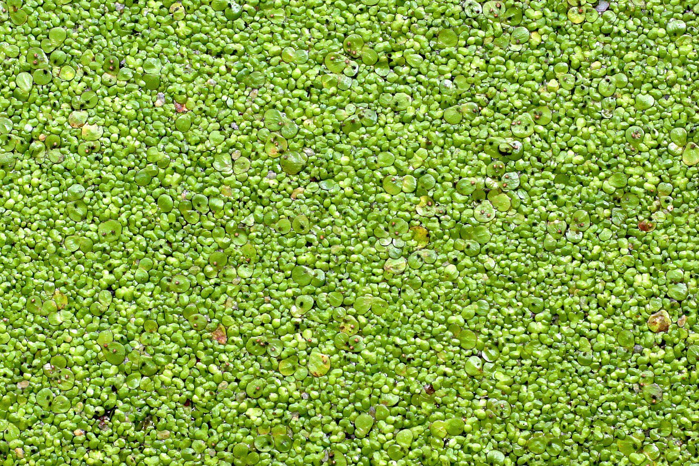 Zdjęcie przedstawia rzęsę wodną. Składa się ona z gęsto zgrupowanych jasno zielonych drobnych pędów pływających po powierzchni wody. 