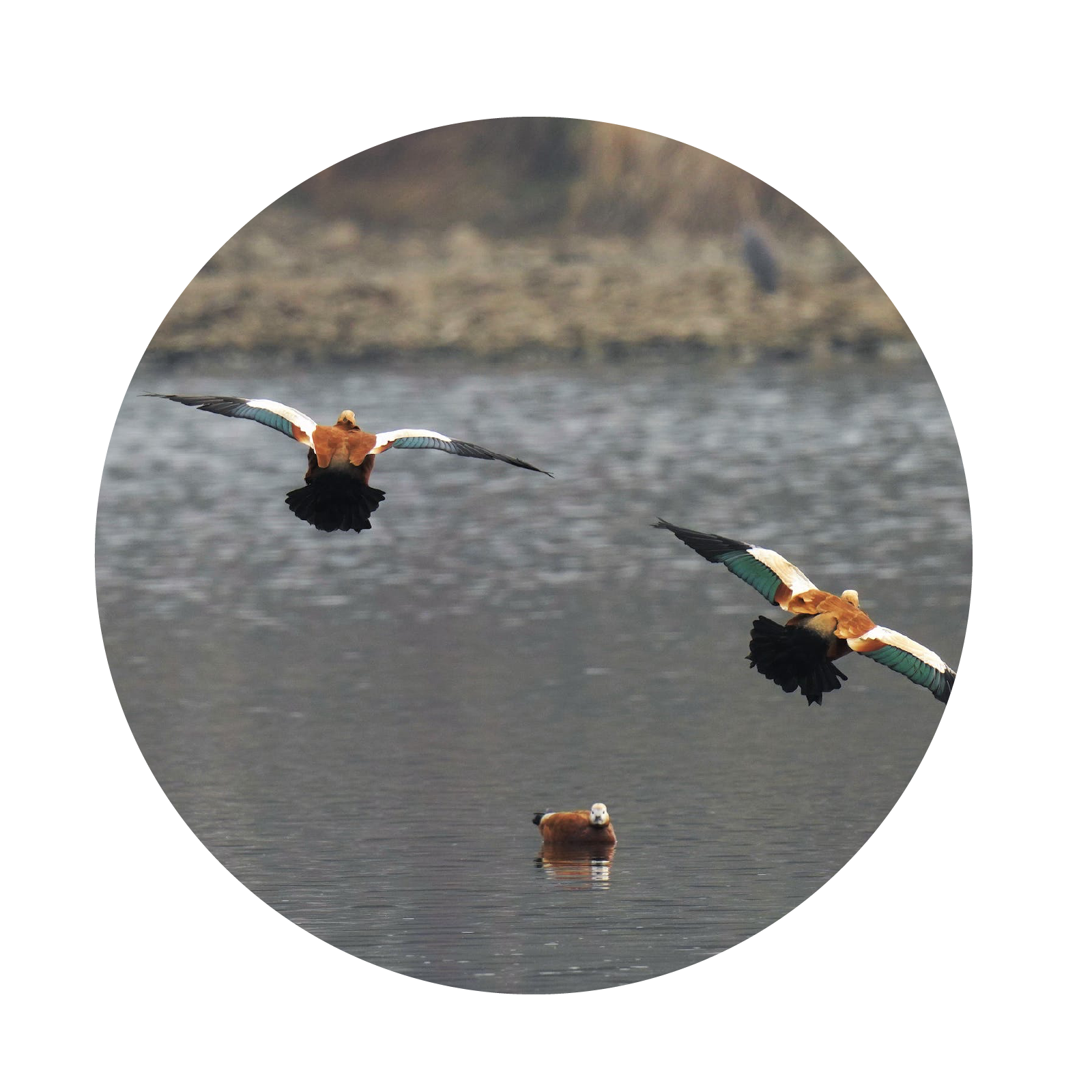 Zdjęcie przedstawia kaczki w locie nad wodą. 