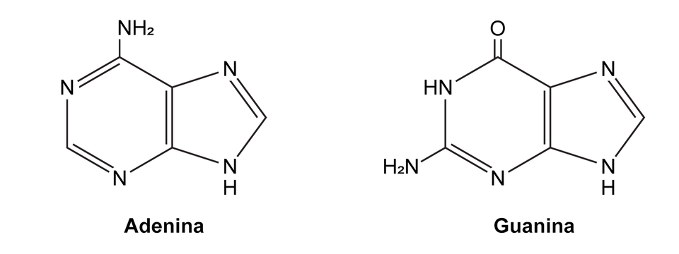 Ilustracja przedstawia wzory strukturalne dwóch zasad purynowych DNA: adeniny i guaniny. Po lewej stronie znajduje się adenina – związek o podwójnym pierścieniu chemicznym zawierającym atomy węgla i azotu oraz grupę aminową. Po prawej stronie pokazana jest guanina – również o podwójnym pierścieniu chemicznym zawierającym atomy węgla i azotu, z grupą aminową oraz grupą karbonylową. Pod wzorami znajdują się podpisy z nazwami zasad.