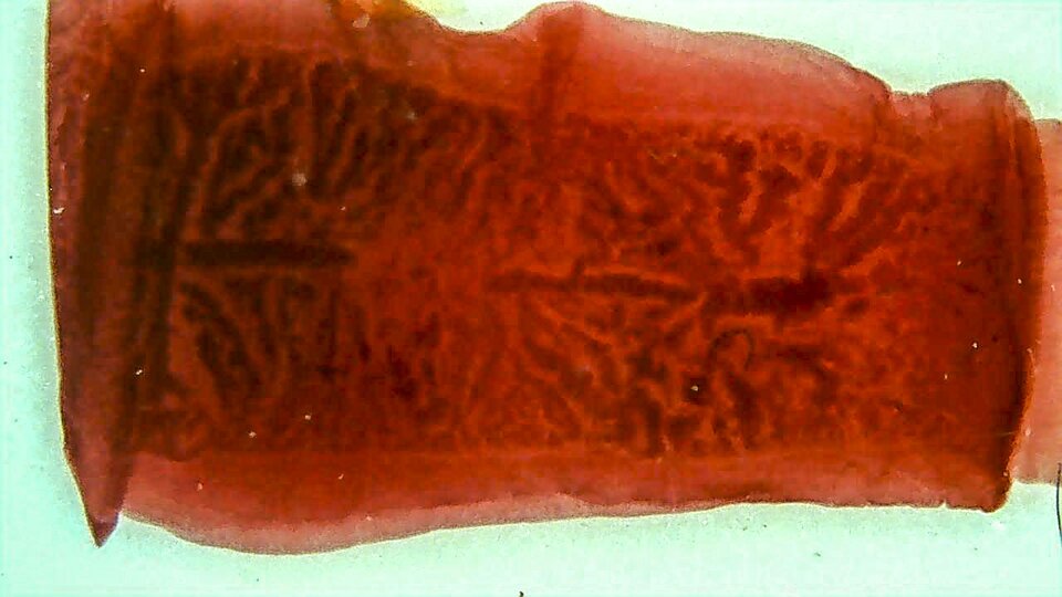 Zdjęcie przedstawia mikroskopowe zbliżenie na ciało tasiemca. Ma czerwony kolor, jest częściowo przezroczyste. W środku widoczne są ciemniejsze bruzdy.