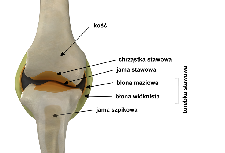 Ilustracja przedstawia budowę stawu kolanowego. Od góry znajduje się głowa kości, której zakończenie pokryte jest grubą chrząstka stawową, od dołu głowa kości piszczelowej również pokryta gruba chrząstką. Obie te głowy otacza torebka stawowa, a pomiędzy nimi znajduje się jama stawowa. Torebkę stawową tworzy błona włóknista, a w jej wnętrzu błona maziowa. Kość piszczelowa posiada we wnętrzu jamę szpikową.