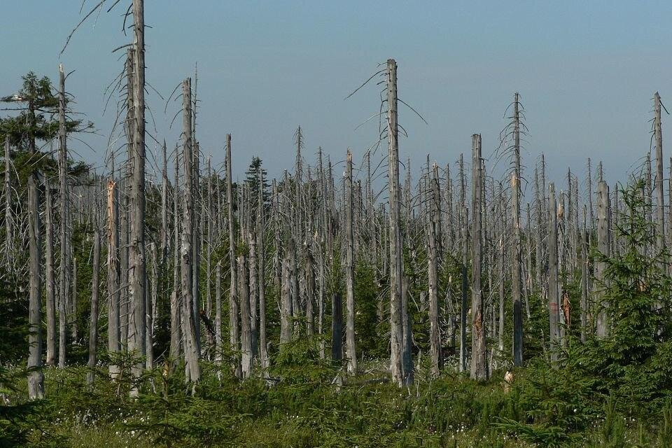 Las zniszczony kwaśnymi opadami. Widoczne jest pole suchych pni pozbawionych zielonych liści czy gałęzi