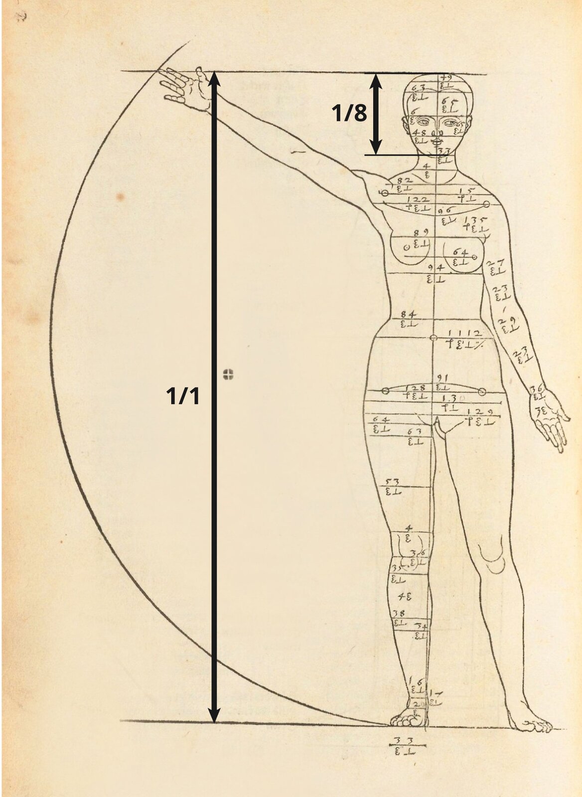 Ilustracja „Studium proporcjonalne kobiety, widok od przodu” przedstawia rysunek kobiety na beżowym tle. Z lewej strony obecny jest gruby łuk, przecięty u góry horyzontalną linią. Na dole łuk łączy się z drugą horyzontalną linią. W środku, z prawej strony, znajduje się rysunek nagiej kobiety. Jej prawa dłoń jest uniesiona, dotykając miejsca, w którym kreska przecina łuk. Jej stopy spoczywają na dolnej kresce. Sylwetka postaci podzielona jest poziomymi liniami, przechodzącymi przez jej szerokość, podpisanymi cyframi oraz symbolami, opisującymi proporcje i miejsca rysunku poszczególnych części ciała. Na ilustrację zostały naniesione dwie strzałki. Jedna dłuższa obejmująca obszar od podstawy stopy do czubka głowy oraz krótsza - od czubka głowy do szczęki. Przy dłuższej widnieje wartość 1/1 a przy krótszej 1/8 co oznacza,  że wskazany odcinek stanowi 1/8 całości rysunku człowieka.