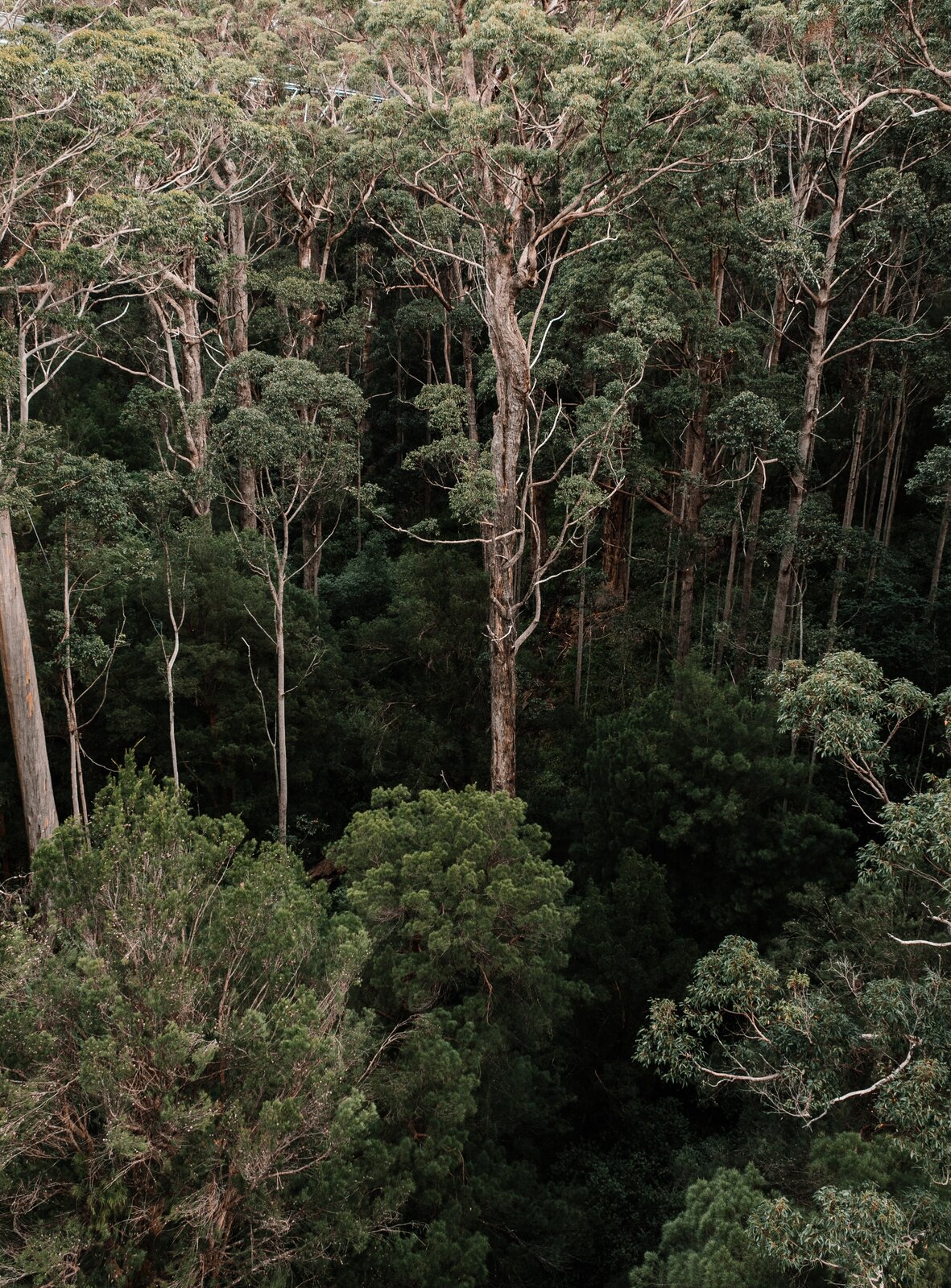 Fotografia. Na niej wysokie stare drzewa lasów równikowych. Drzewa mają przerzedzoną koronę. Poniżej nich drzewa liściaste.