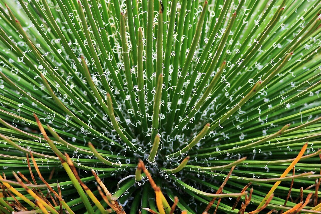 Ilustracja przedstawia kwiat agawy. Kwiat przedstawiony jest od środka, składa się z licznych gałązek, z których przebijają drobniutkie niteczki.