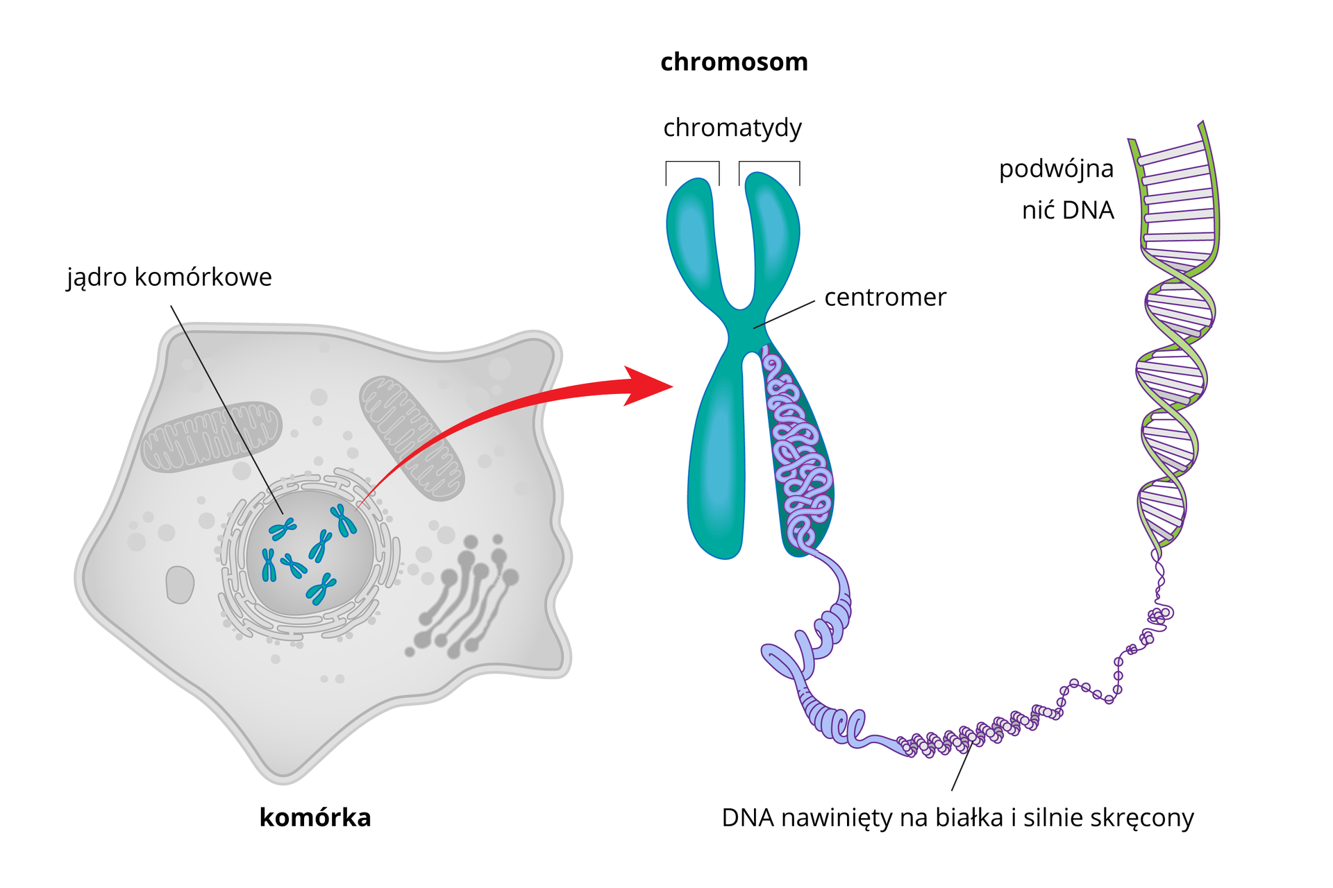 Ilustracja przestawia kolejne powiększenia chromosomu. Od lewej wielokątna szara komórka z zaznaczonymi organellami. W środku jądro komórkowe z błękitnymi chromosomami. Od nich strzałka w prawo do jednego iksowatego chromosomu. Ramiona podpisane chromatydy, w środku połączenie nazwane centromer. Z chromatydy u dołu wysuwa się splątana, gruba lina. To DNA, nawinięty na białka i silnie skręcony. Dalej w prawo lina rozwija się i uwidacznia skręconą drabinkę z liliowymi szczeblami między zielonymi bokami. Podpis podwójna nić DNA.