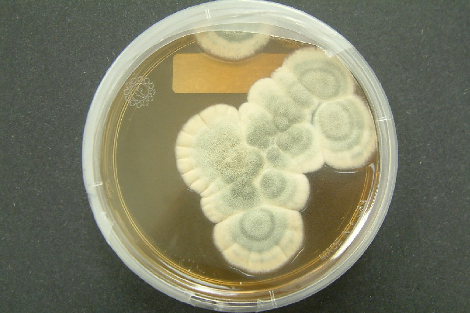 Fotografia przedstawia szalkę Petriego z szaro‑białymi plamami na brązowym tle. Te plamy to hodowla grzyba pleśniowego pędzlaka, która rośnie na brązowej pożywce. Grzyb rośnie w okrągłych koloniach, które w środkowej części są szare, a im bliżej jego zewnętrznej krawędzi, tym staje się bielszy.